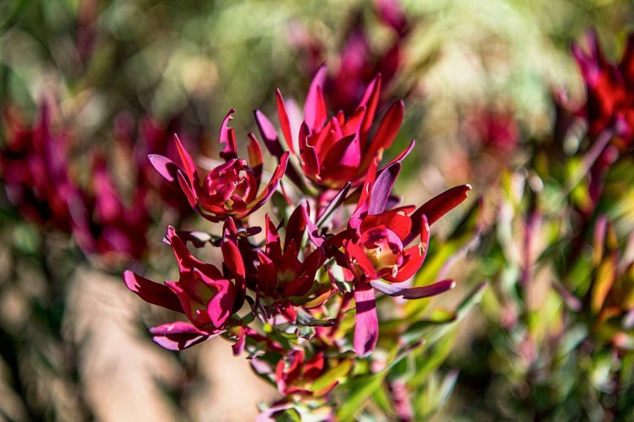 Oudewerfskloof Olive Farm Villa Stilbaai Kültér fotó